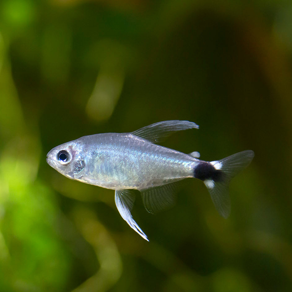 Reed Tetra