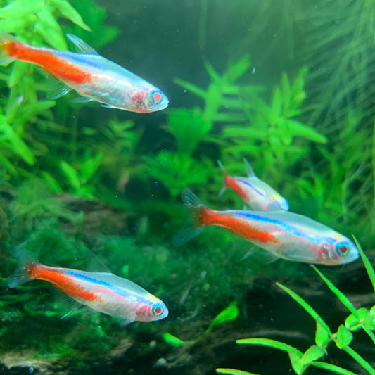 Albino Neon Tetra