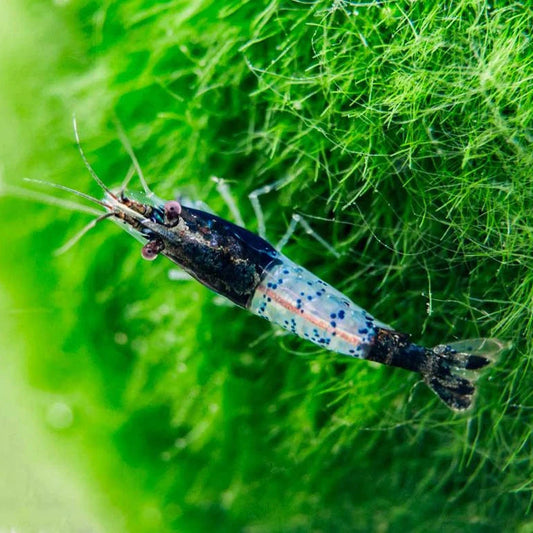 Carbon Rili Shrimp
