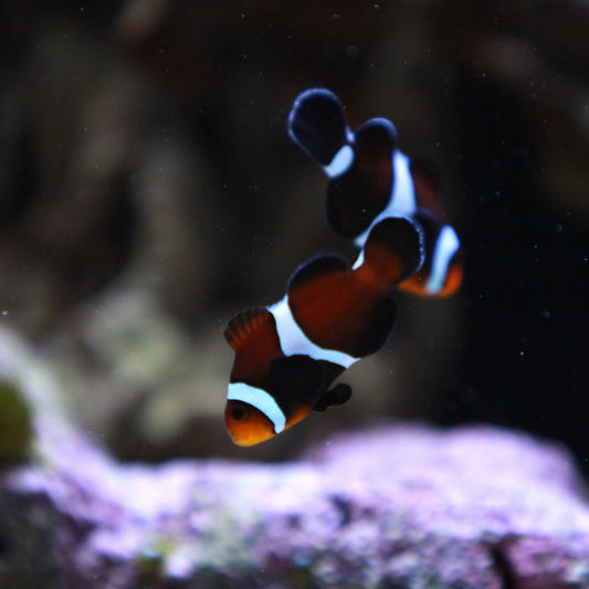 Caramel Ocellaris Clownfish