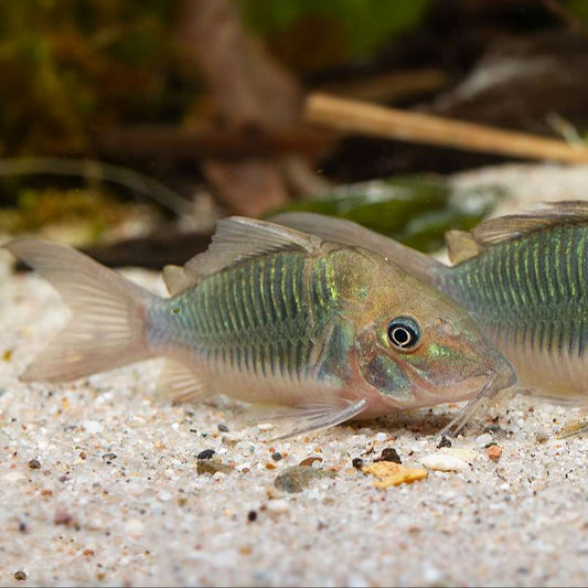 Emerald Green Corydora Catfish