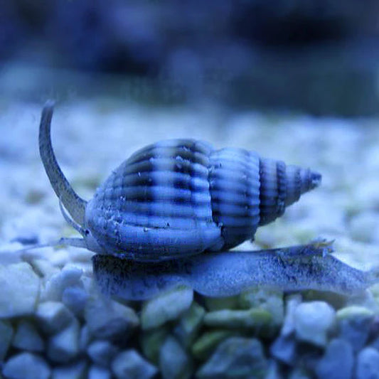 Nassarius Snail