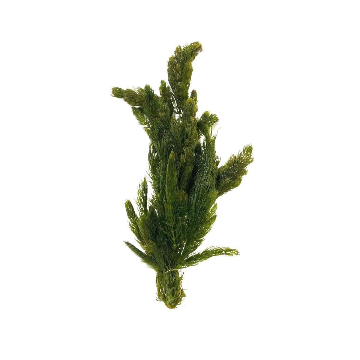 Hornwort