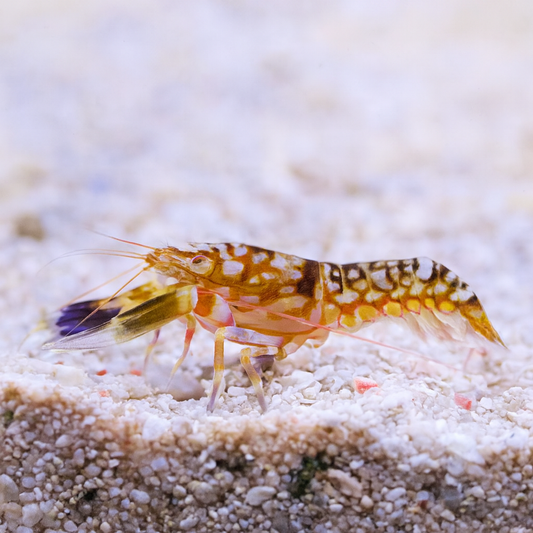 Tiger Pistol Shrimp