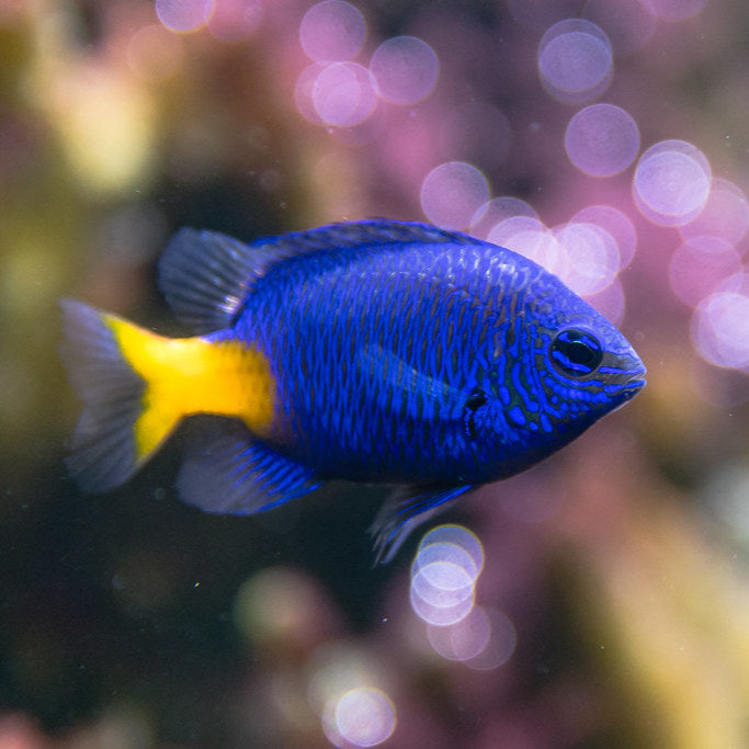 Yellow Tail Blue Damsel