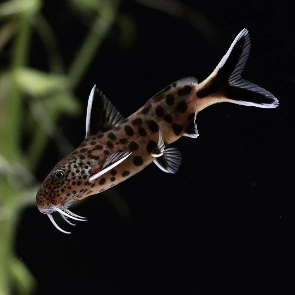 Synodontis Petricola Catfish