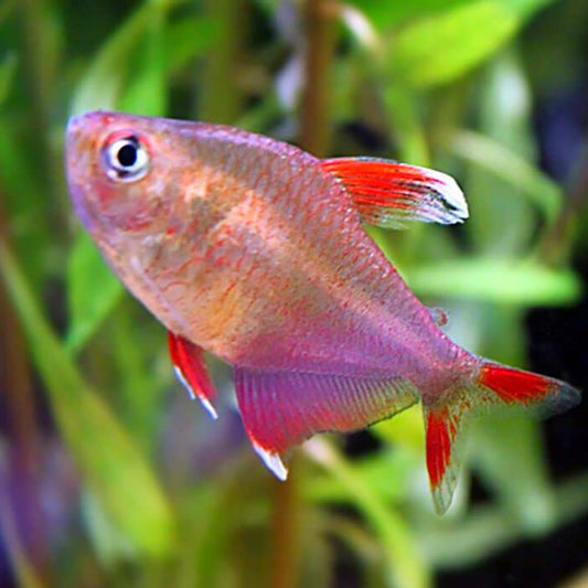 Candy Cane Tetra