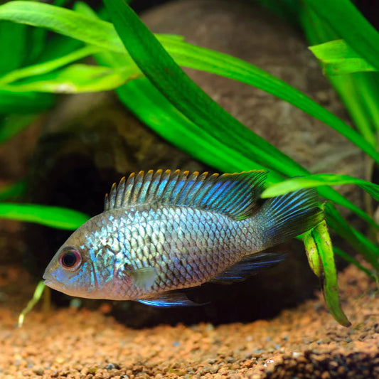 Electric Blue Acara