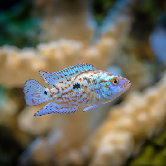 Electric Blue Jack Dempsey