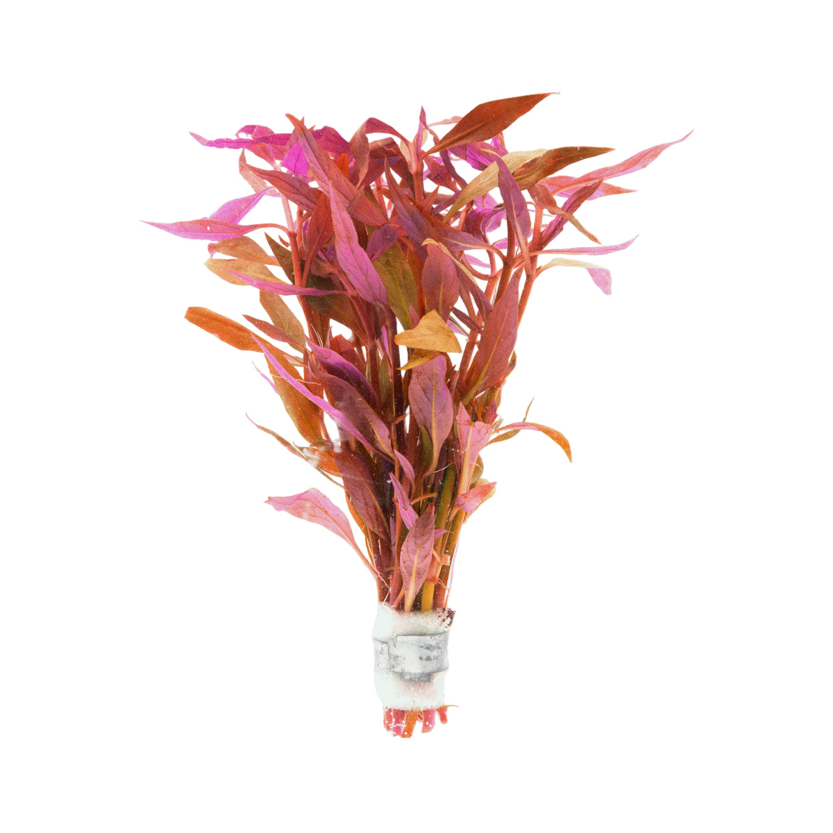 Alternanthera Lilacina