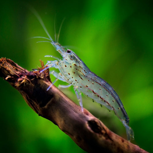 Amano Shrimp