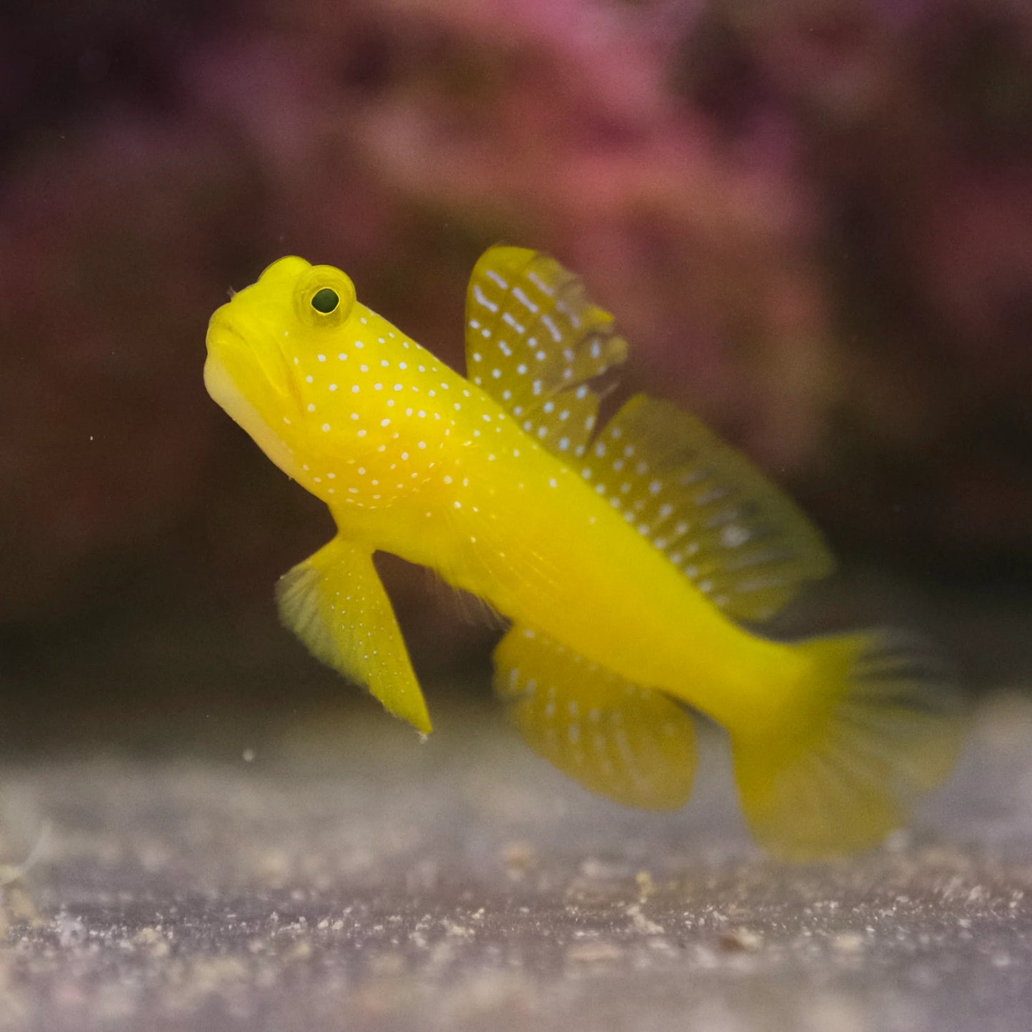 Yellow Watchman Goby