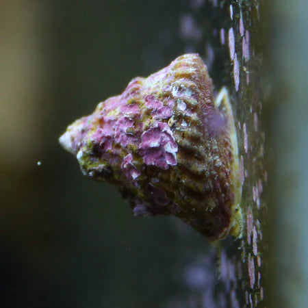 Astraea Snail