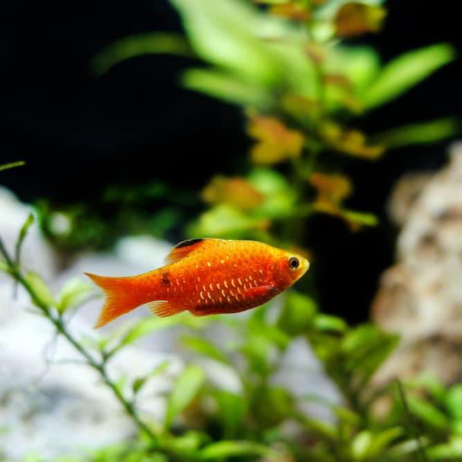 Neon Rosy Barb