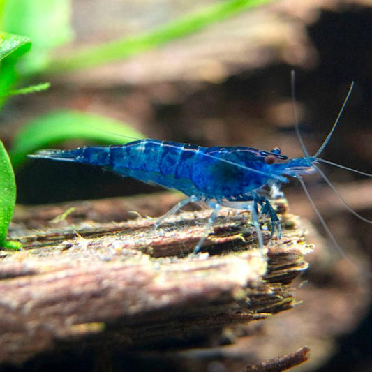 Blue Velvet Shrimp
