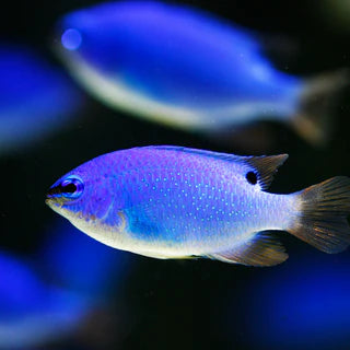 Blue Damsel