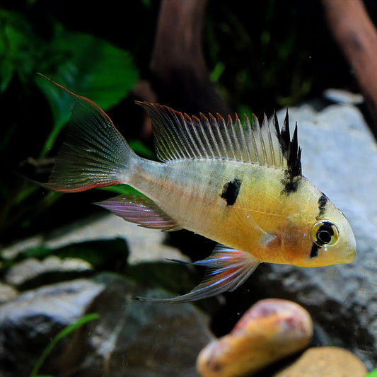 Bolivian Ram Cichlid