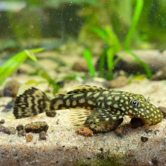 Bushynose Pleco
