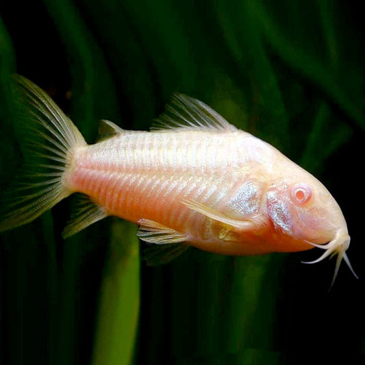Albino Corydora Catfish