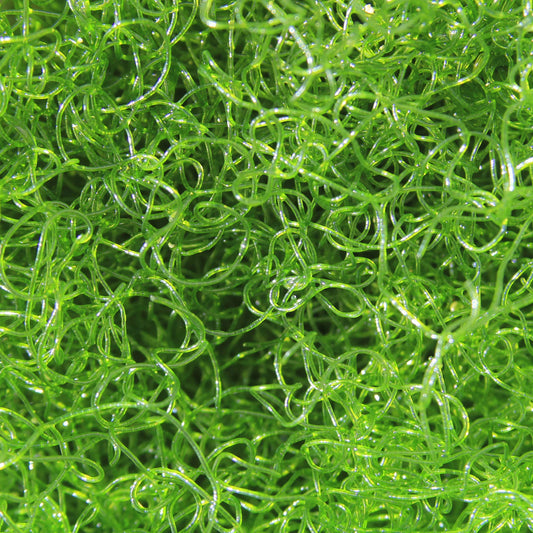 Chaetomorpha Macro Algae