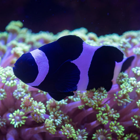 Black Ocellaris Clownfish