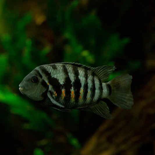 Fish swimming in an aquarium with green plants and brown substrate