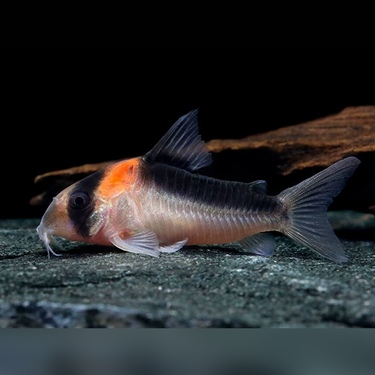 Adolfi Corydora Catfish
