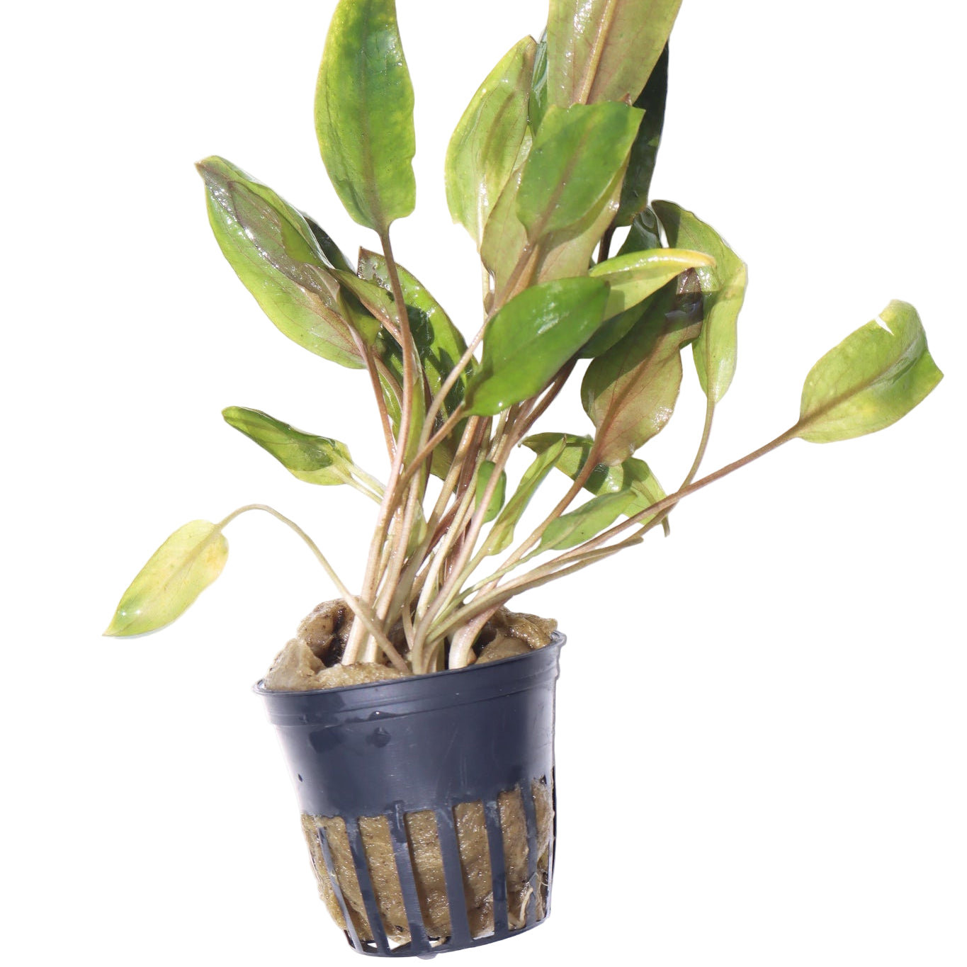Cryptocoryne Mioya