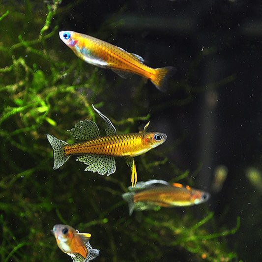 Blue Eye Gertrude Rainbow