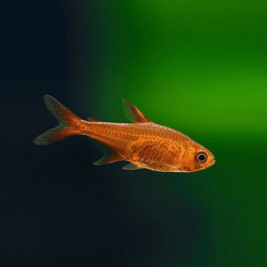 Ember Tetra