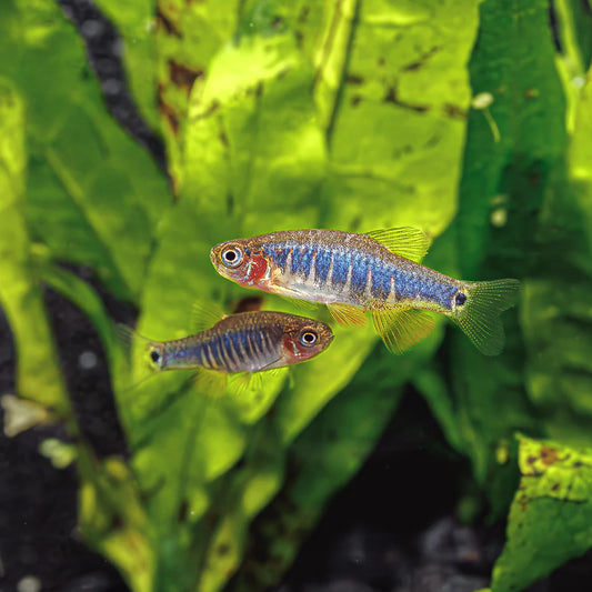 Emerald Dwarf Danio