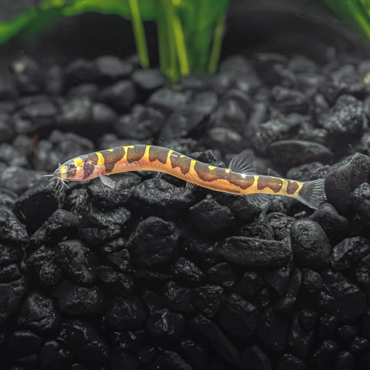 Banded Kuhli Loach