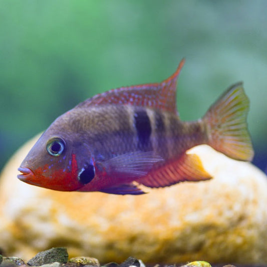 Fire Mouth Cichlid