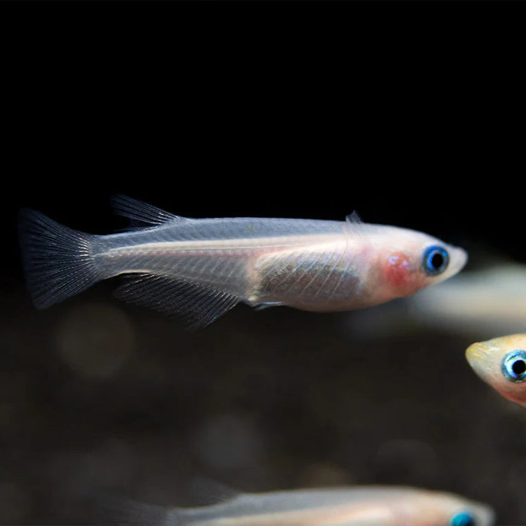 Platinum Medaka Rice Fish