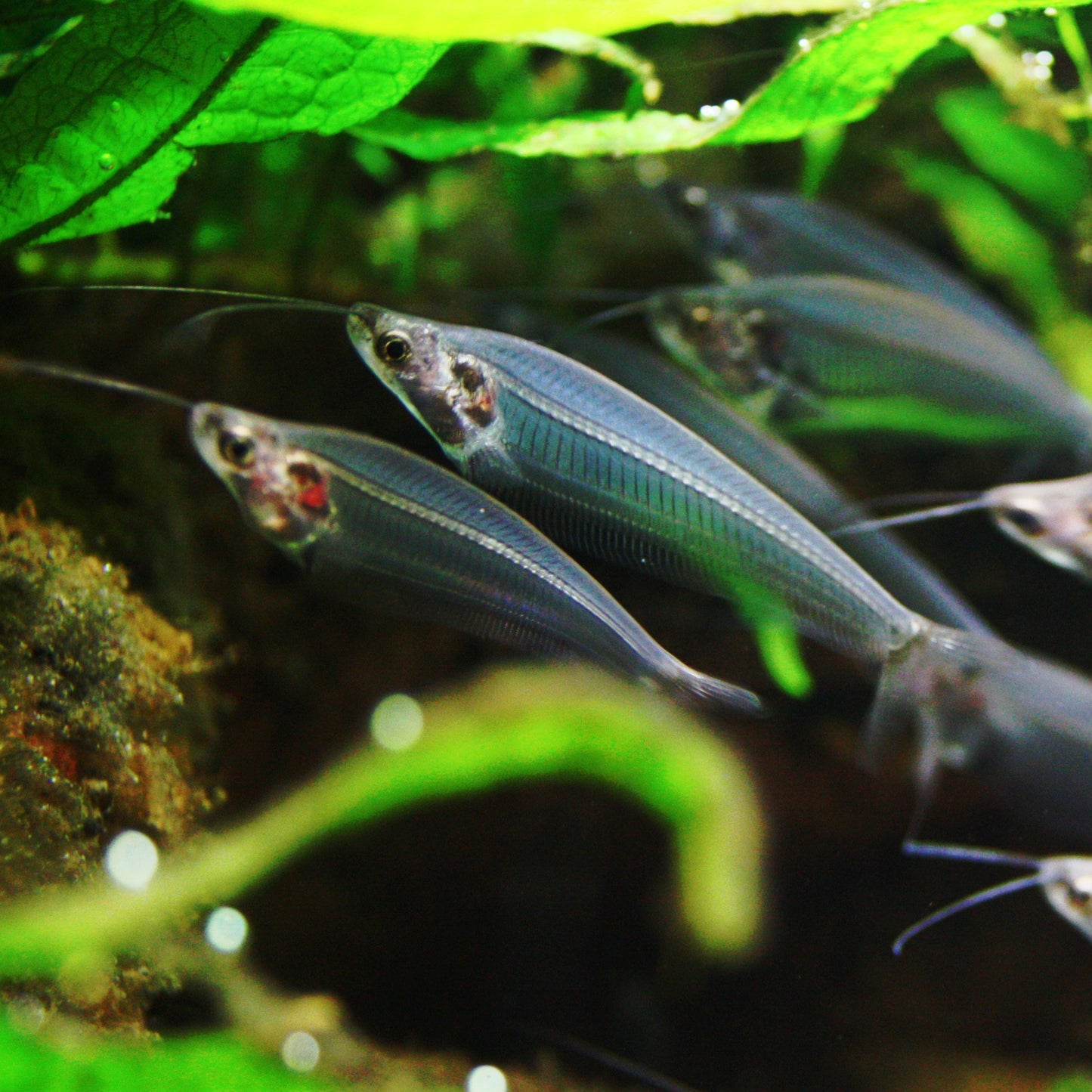 Thai Glass Catfish