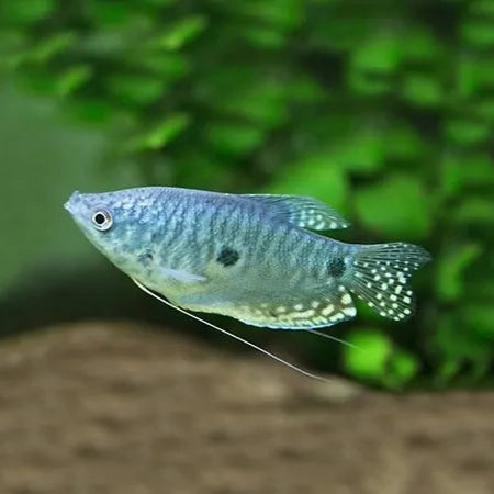 Three Spot Gourami