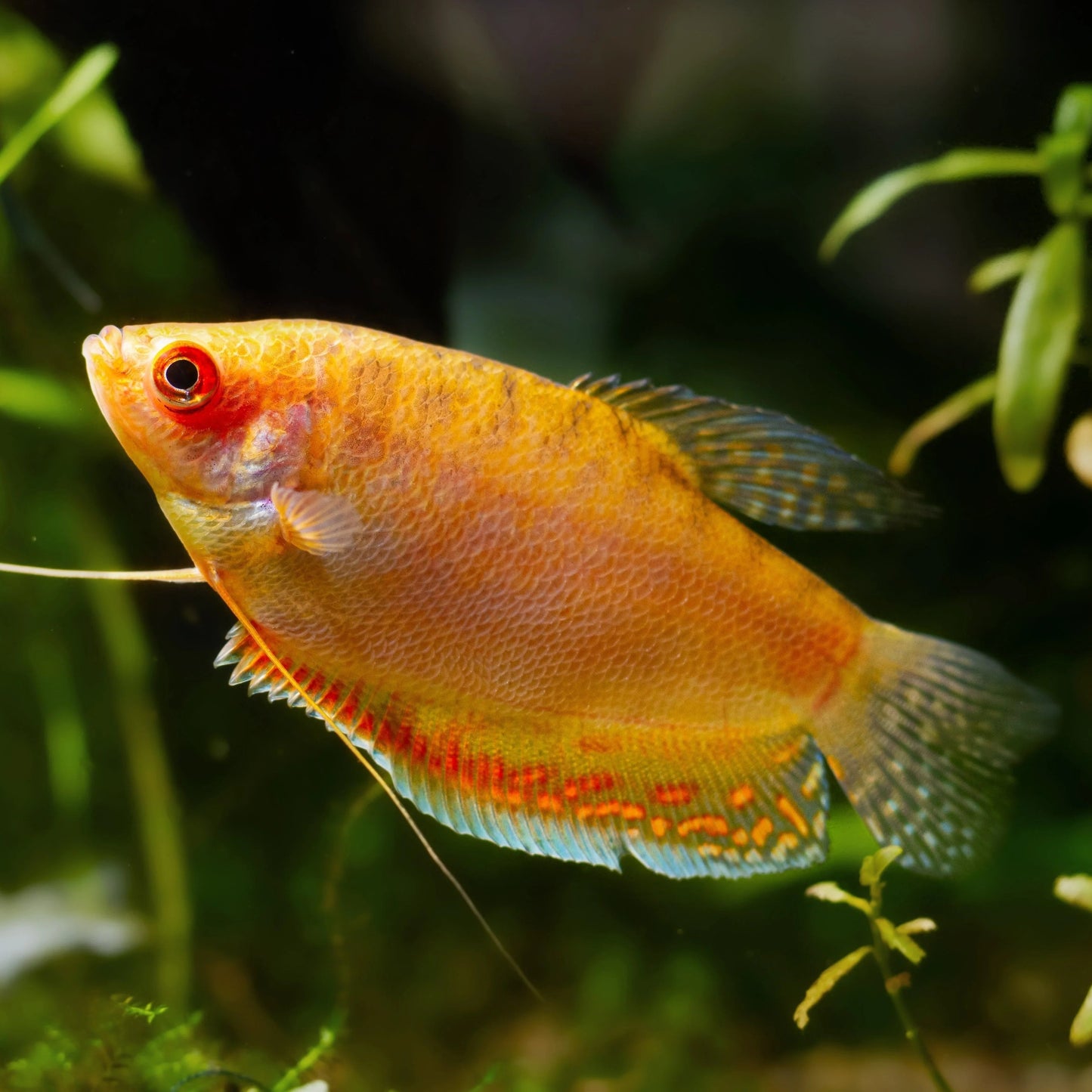 Gold Gourami