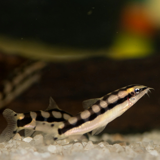 Dwarf Chain Loach