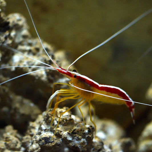 Cleaner Shrimp