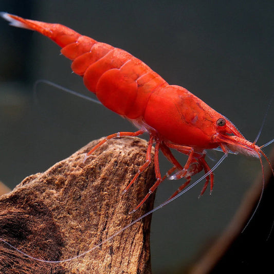 Fire Red Shrimp