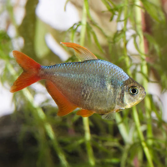 Columbian Tetra