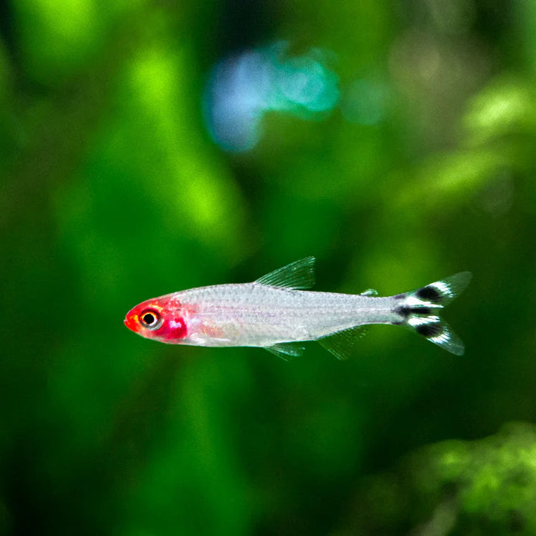 Rummy-nose Tetra
