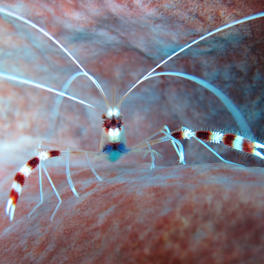 Coral Banded Shrimp