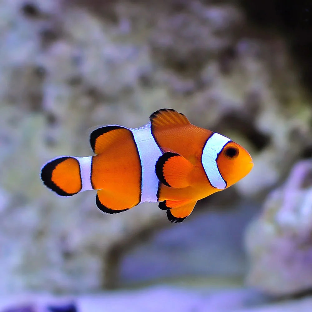 Orange Ocellaris Clownfish