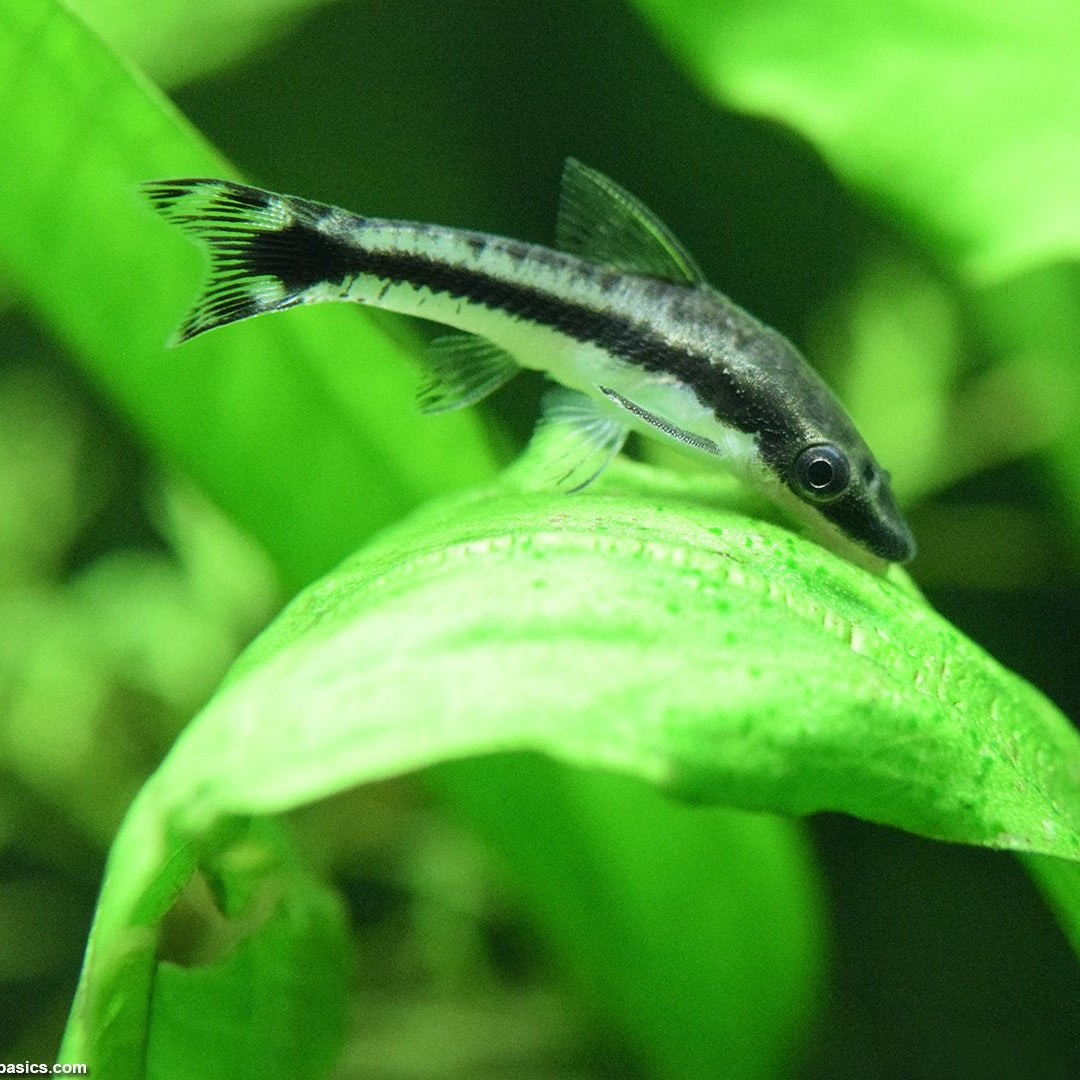Otocinclus Catfish