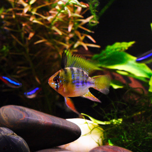 Angel Ram Cichlid