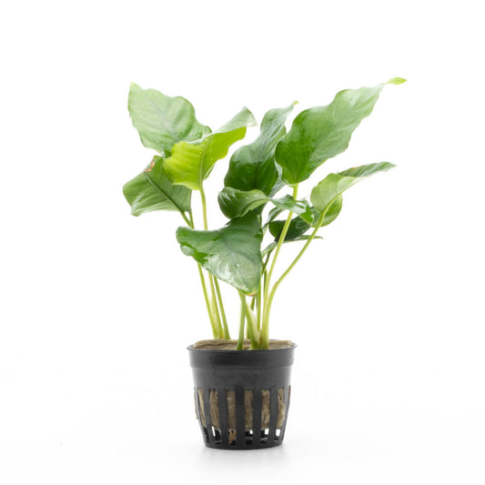 Anubias Barteri Broad