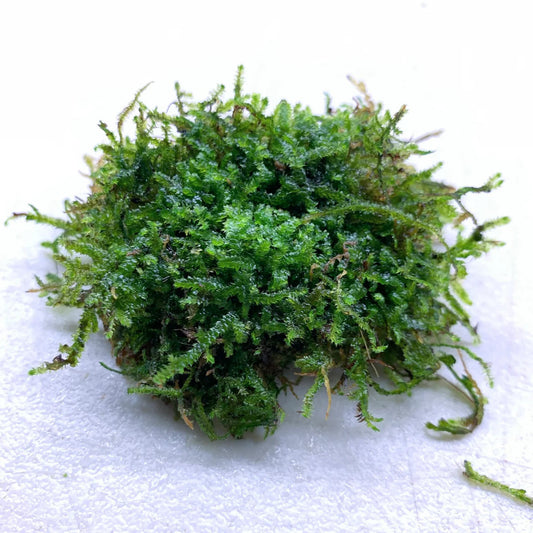 Christmas Moss