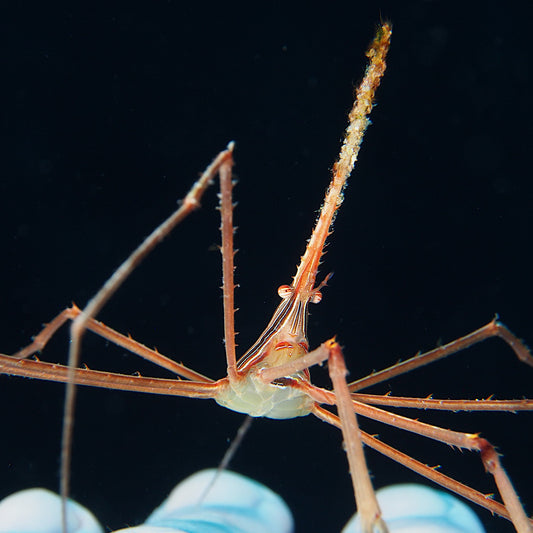 Arrow Crab