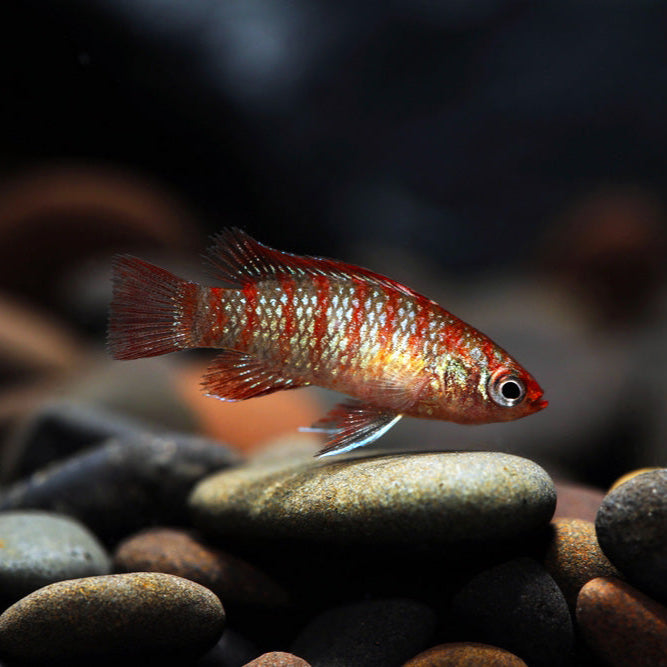 Scarlet Badis